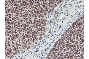 Image no. 7 for anti-Ring Finger Protein 113B (RNF113B) antibody (ABIN1500718) (RNF113B Antikörper)