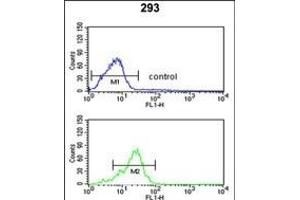 P3R2 Antibody (N-term) (ABIN653332 and ABIN2842820) flow cytometric analysis of 293 cells (bottom histogram) compared to a negative control cell (top histogram). (Calcineurin B Antikörper  (N-Term))