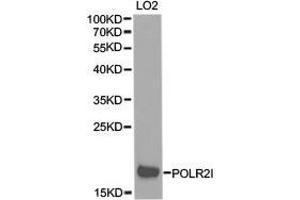 Western Blotting (WB) image for anti-Polymerase (RNA) II (DNA Directed) Polypeptide I, 14.5kDa (POLR2I) antibody (ABIN1874188) (POLR2I Antikörper)