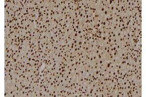 ABIN6276967 at 1/100 staining Rat liver tissue by IHC-P. (U2AF2 Antikörper  (Internal Region))
