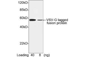 Image no. 1 for anti-VSV-G Epitope Tag antibody (ABIN294543) (VSV-g Tag Antikörper)