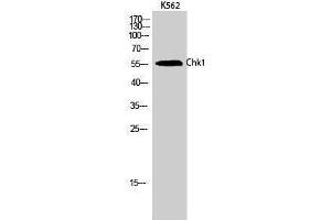 Western Blotting (WB) image for anti-Checkpoint Kinase 1 (CHEK1) (Ser246) antibody (ABIN3183898) (CHEK1 Antikörper  (Ser246))