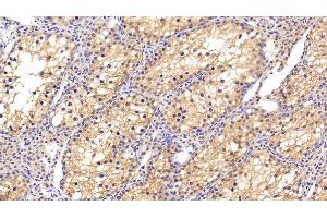 Detection of CLU in Human Testis Tissue using Polyclonal Antibody to Clusterin (CLU) (Clusterin Antikörper  (AA 228-449))