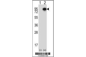 Western blot analysis of CTTN using rabbit polyclonal CTTN Antibody using 293 cell lysates (2 ug/lane) either nontransfected (Lane 1) or transiently transfected (Lane 2) with the CTTN gene. (Cortactin Antikörper  (AA 273-302))