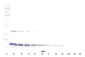 Image no. 1 for anti-Interleukin 16 (IL16) antibody (ABIN465148) (IL16 Antikörper)