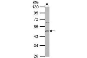 Image no. 1 for anti-Protein Arginine Methyltransferase 2 (PRMT2) (AA 8-296) antibody (ABIN1500416) (PRMT2 Antikörper  (AA 8-296))