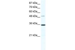 Western Blotting (WB) image for anti-Zinc Finger Protein 610 (ZNF610) antibody (ABIN2461321) (ZNF610 Antikörper)