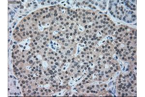 Immunohistochemical staining of paraffin-embedded pancreas tissue using anti-NRBP1mouse monoclonal antibody. (NRBP1 Antikörper)