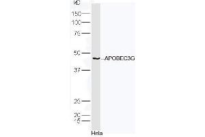 Western Blotting (WB) image for anti-Apolipoprotein B mRNA Editing Enzyme, Catalytic Polypeptide-Like 3G (APOBEC3G) (AA 201-300) antibody (ABIN2170288)
