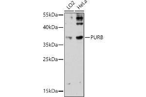 Western blot analysis of extracts of various cell lines, using PURB antibody (ABIN7269748) at 1:3000 dilution. (PURB Antikörper)