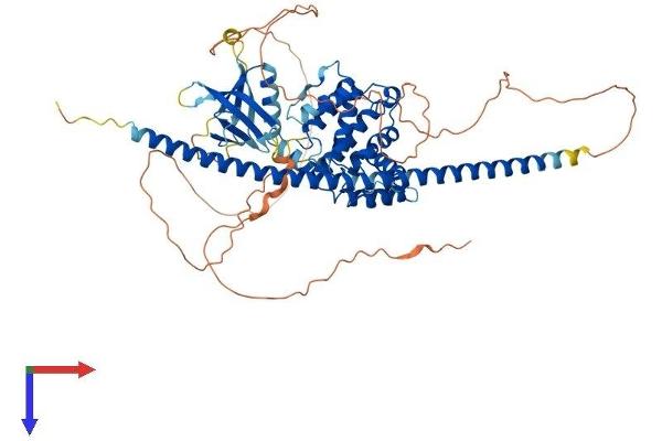 ARHGAP25 Protein (AA 1-648) (His tag)