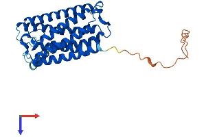 ELOVL2 Protein (AA 1-296) (His tag)