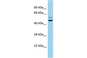 Host: Rabbit Target Name: C7orf10 Sample Type: MCF7 Whole Cell lysates Antibody Dilution: 1. (C7orf10 Antikörper  (N-Term))