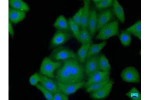 Immunofluorescence staining of HepG2 cells with ABIN7139859 at 1:50, counter-stained with DAPI. (GDF3 Antikörper  (AA 202-222))