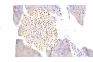 Detection of DGKz in Mouse Pancreas Tissue using Polyclonal Antibody to Diacylglycerol Kinase Zeta (DGKz) (DGKZ Antikörper  (AA 657-879))