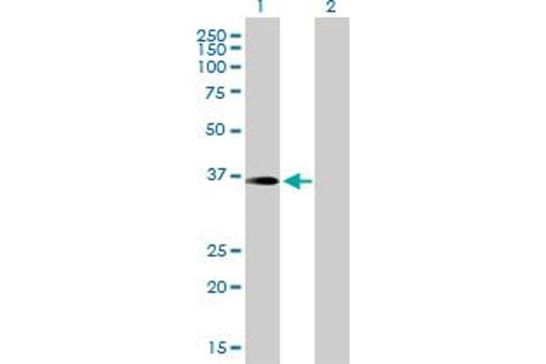 PITPNC1 Antikörper  (AA 1-268)