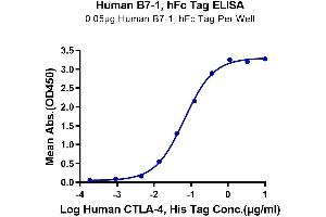 ELISA image for CD80 (CD80) (AA 35-242) protein (Fc Tag) (ABIN7273892)