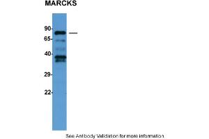 Image no. 2 for anti-Myristoylated Alanine-Rich Protein Kinase C Substrate (MARCKS) (C-Term) antibody (ABIN786132) (MARCKS Antikörper  (C-Term))
