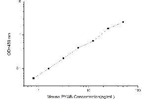 Typical standard curve (PYGB ELISA Kit)