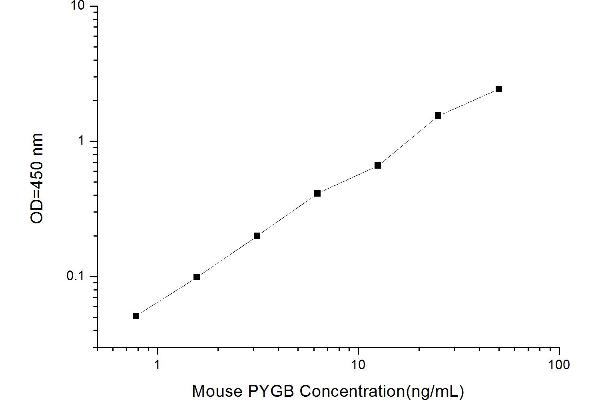 PYGB ELISA Kit