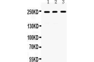 Western Blotting (WB) image for anti-Protein Tyrosine Phosphatase Receptor Type F (PTPRF) (AA 1167-1203), (Middle Region) antibody (ABIN3043915) (PTPRF Antikörper  (Middle Region))