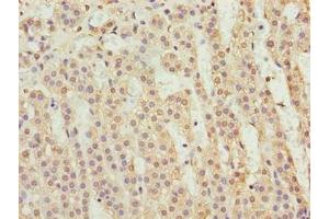 Immunohistochemistry of paraffin-embedded human adrenal gland tissue using ABIN7165927 at dilution of 1:100 (CPI-17 Antikörper  (Regulatory Subunit 14A))