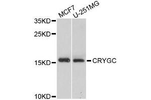 Western blot analysis of extracts of various cell lines, using CRYGC antibody (ABIN5995734) at 1/1000 dilution. (CRYGC Antikörper)