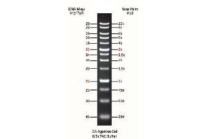 Agarose Gel Electrophoresis (AGE) image for ExcelBand™ 1KB (0.25-10 kb) DNA Ladder (ABIN5662596)