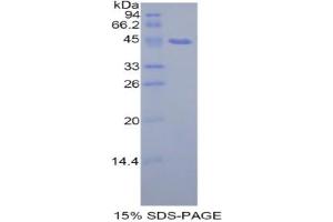 SDS-PAGE analysis of Rat PIP Protein. (PIP Protein)