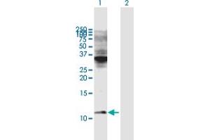 Western Blot analysis of COX6C expression in transfected 293T cell line by COX6C MaxPab polyclonal antibody. (COX6C Antikörper  (AA 1-75))