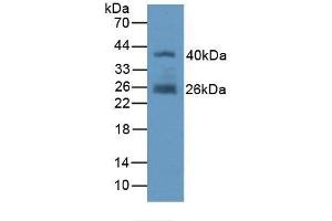 Detection of Recombinant FAPa, Human using Polyclonal Antibody to Fibroblast Activation Protein Alpha (FAPa) (FAP Antikörper  (AA 523-760))