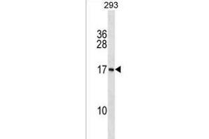 PS Antibody (N-term) (ABIN1538890 and ABIN2850407) western blot analysis in 293 cell line lysates (35 μg/lane). (PAPPA-AS1 Antikörper  (N-Term))