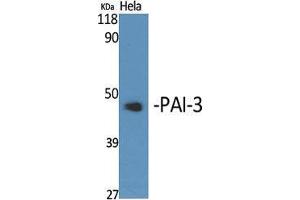 Western Blot (WB) analysis of specific cells using PAI-3 Polyclonal Antibody.