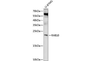 Western blot analysis of extracts of U-87MG cells, using R antibody (ABIN1682420, ABIN3018951, ABIN3018952 and ABIN6220641) at 1:1000 dilution. (RAB10 Antikörper  (AA 1-190))
