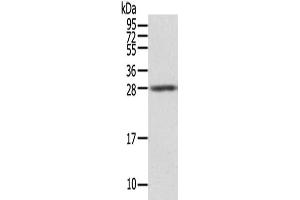 Gel: 12 % SDS-PAGE,Lysate: 40 μg,Primary antibody: ABIN7131243(STX8 Antibody) at dilution 1/500 dilution,Secondary antibody: Goat anti rabbit IgG at 1/8000 dilution,Exposure time: 5seconds (STX8 Antikörper)