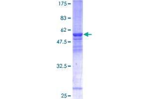 THOC6 Protein (AA 1-317) (GST tag)