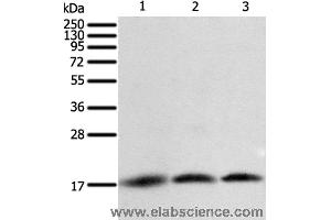 Western blot analysis of A431, Jurkat and hela cell, using BIRC5 Polyclonal Antibody at dilution of 1:400 (Survivin Antikörper)
