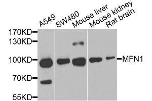 Western blot analysis of extracts of various cell lines, using MFN1 antibody. (MFN1 Antikörper)
