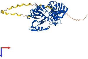 GAPDHS Protein (AA 1-408) (His tag)