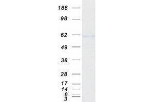 Western Blotting (WB) image for IKAROS Family Zinc Finger 3 (Aiolos) (IKZF3) (Transcript Variant 1) protein (Myc-DYKDDDDK Tag) (ABIN2736141)