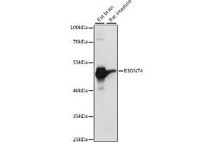 Western blot analysis of extracts of various cell lines, using B3GNT4 antibody (ABIN7265875) at 1:1000 dilution. (B3GNT4 Antikörper  (AA 165-305))