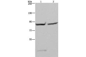 Western Blot analysis of 293T and Hela cell using GYS1 Polyclonal Antibody at dilution of 1:400
