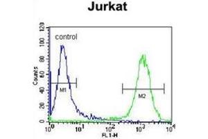 Flow cytometric analysis of Jurkat cells using LRP12 / ST7 Antibody (C-term) Cat.