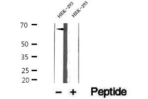 Western blot analysis of extracts of HEK-293 cells, using ETFDH antibody. (ETFDH Antikörper  (C-Term))