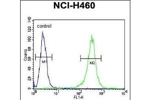 FA49A Antibody (N-term) (ABIN651554 and ABIN2840298) flow cytometric analysis of NCI- cells (right histogram) compared to a negative control cell (left histogram). (FAM49A Antikörper  (N-Term))