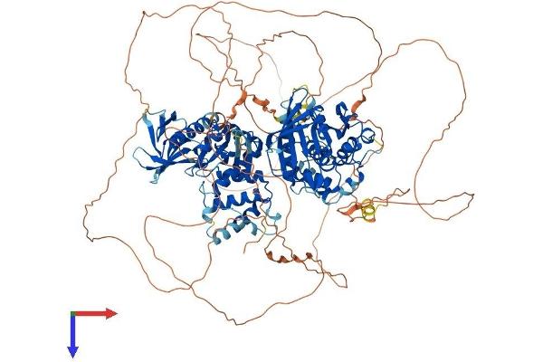 PTPN21 Protein (AA 1-1176) (His tag)
