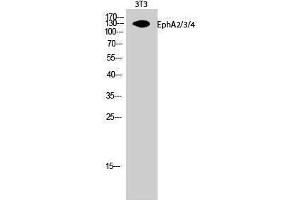 Western Blotting (WB) image for anti-EPH Receptor A2/3/4 (EPHA2/3/4) (Lys14) antibody (ABIN3174970) (EPHA2/3/4 Antikörper  (Lys14))