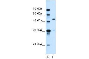 SLC37A3 antibody used at 0. (SLC37A3 Antikörper)
