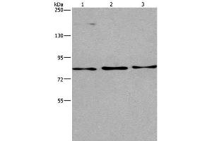 Western Blot analysis of Raji, 293T and PC3 cell using AGO4 Polyclonal Antibody at dilution of 1:450 (AGO4 Antikörper)