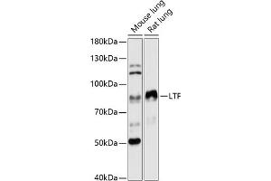 Western blot analysis of extracts of various cell lines, using LTF antibody (ABIN6131498, ABIN6143382, ABIN6143383 and ABIN6216705) at 1:3000 dilution. (Lactoferrin Antikörper  (AA 500-710))
